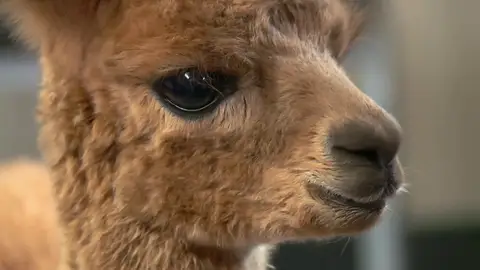La alpaca recién nacida se ha metido en un buen lío La alpaca recién nacida se ha metido en un buen lío
