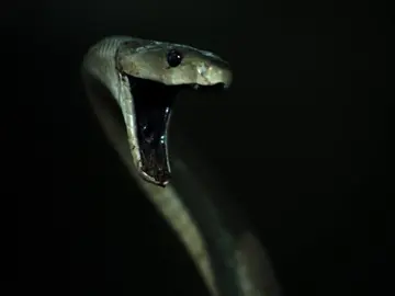Encuentran a la serpiente tras escucharla debajo de una pila de trastos Encuentran a la serpiente tras escucharla debajo de una pila de trastos