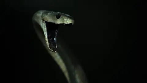 Encuentran a la serpiente tras escucharla debajo de una pila de trastos Encuentran a la serpiente tras escucharla debajo de una pila de trastos