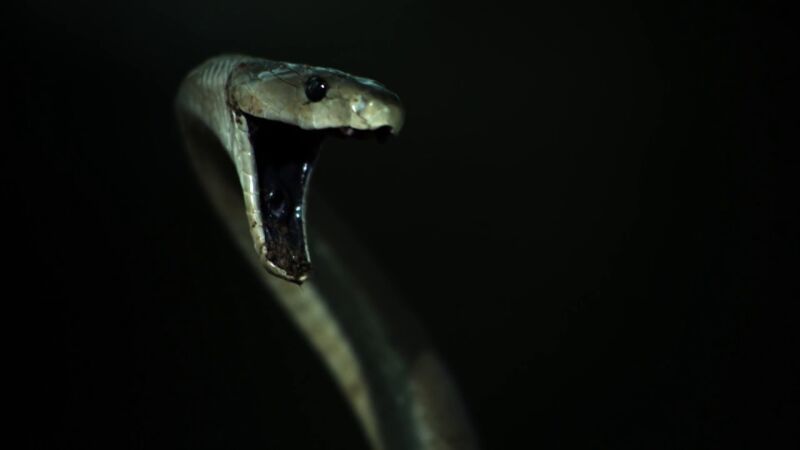 Encuentran a la serpiente tras escuchar ruidos debajo de una pila de trastos