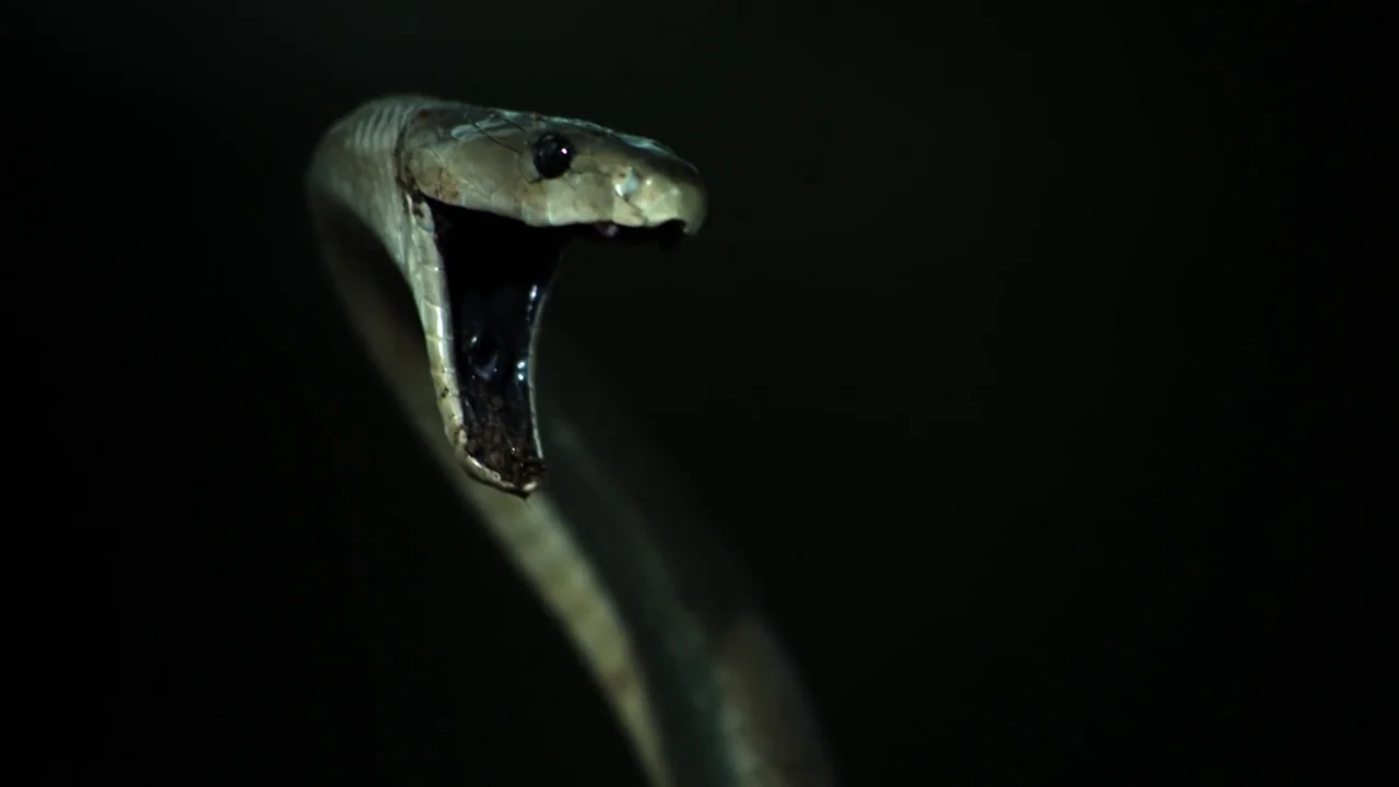 Encuentran a la serpiente tras escucharla debajo de una pila de trastos