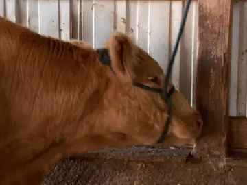 Un grave absceso en la pata que necesita atención inmediata Un grave absceso en la pata que necesita atención inmediata