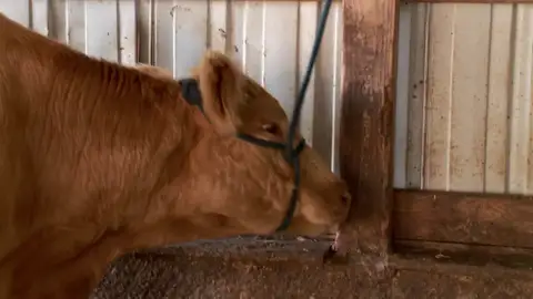 Un grave absceso en la pata que necesita atención inmediata Un grave absceso en la pata que necesita atención inmediata