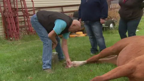 Una herida de vida o muerte en manos del Dr. Pol Una herida de vida o muerte en manos del Dr. Pol
