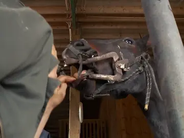 Un paciente habitual del Dr.Pol que tiene problemas bucales Un paciente habitual del Dr.Pol que tiene problemas bucales