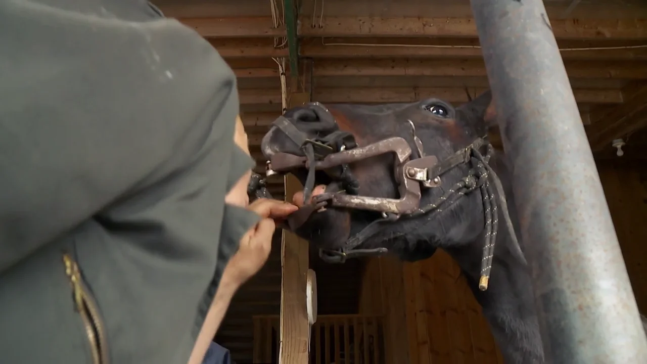 Un paciente habitual del Dr.Pol que tiene problemas bucales