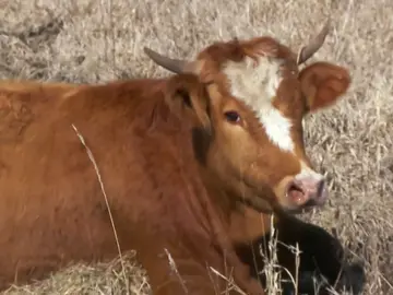 Una vaquilla de parto en un lugar poco habitual Una vaquilla de parto en un lugar poco habitual