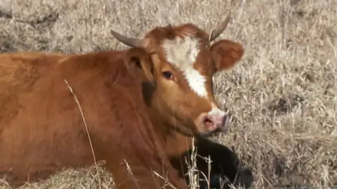 Una vaquilla de parto en un lugar poco habitual Una vaquilla de parto en un lugar poco habitual