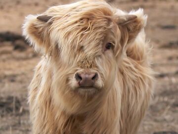 Una vaca escocesa con un parásito intestinal