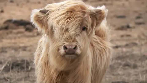 Una vaca escocesa con un parásito intestinal Una vaca escocesa con un parásito intestinal