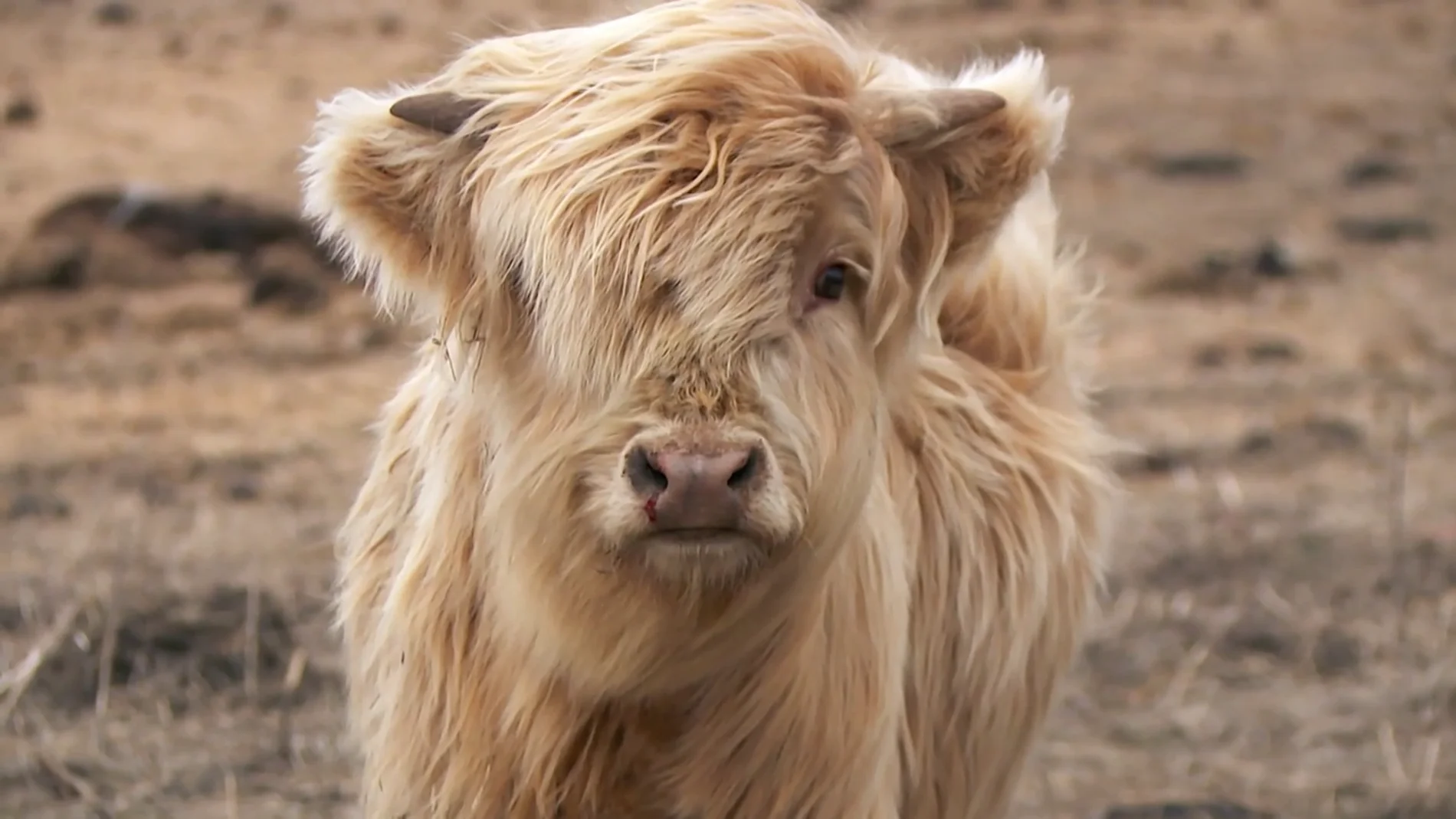 Una vaca escocesa con un parásito intestinal