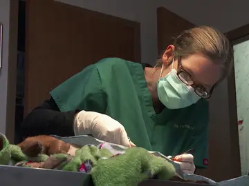 Una pelea que acaba en el quirófano Una pelea que acaba en el quirófano