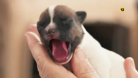 Nuevos casos de 'El increíble Dr Pol', a partir del lunes a las 14:00 horas Nuevos casos de 'El increíble Dr Pol', a partir del lunes a las 14:00 horas