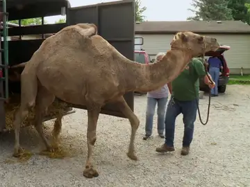 El Dr. Pol trata a dos camellas con gran posibilidad de estar embarazadas 