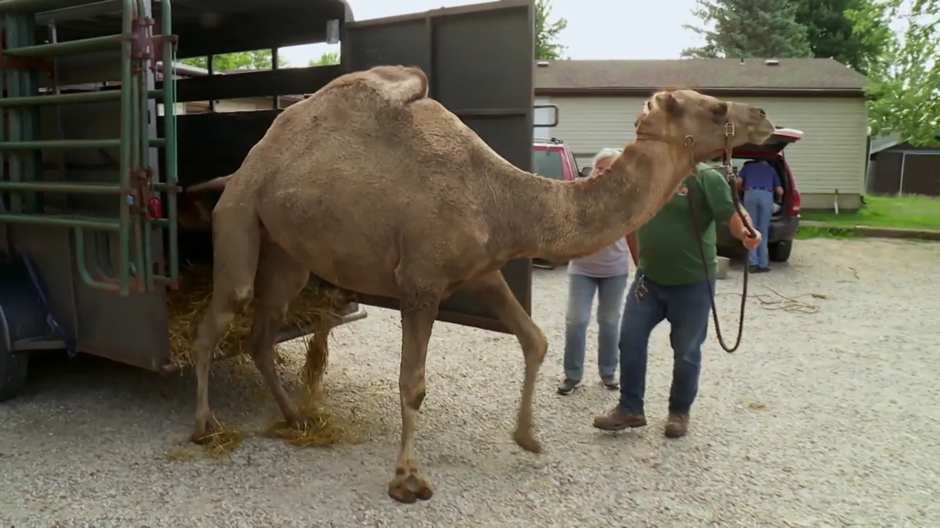 El Dr. Pol trata a dos camellas con gran posibilidad de estar embarazadas 