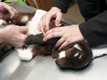 Un cabritillo con una infección en el ombligo que le impide caminar correctamente Un cabritillo con una infección en el ombligo que le impide caminar correctamente