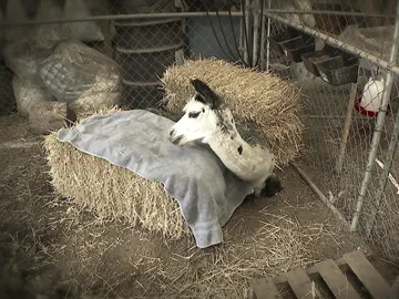 Alpaca enferma Alpaca enferma