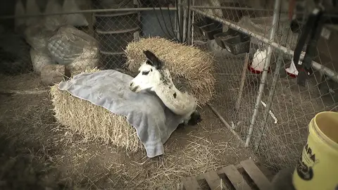 Alpaca enferma El increíble Dr. Pol