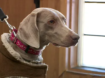 Braco de Weimar Braco de Weimar