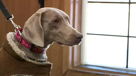 Braco de Weimar El increíble Dr. Pol