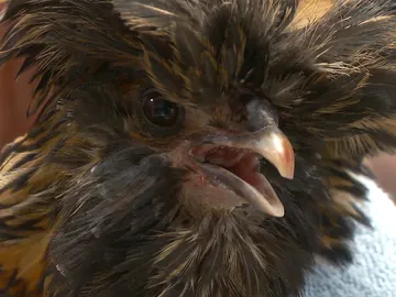 Gallina enferma Gallina enferma