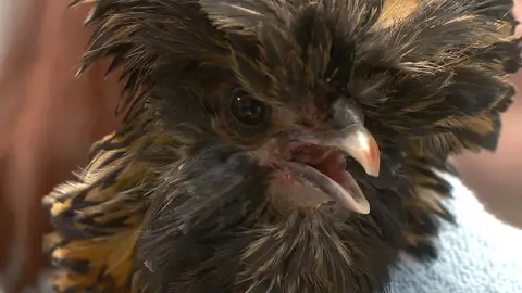 Gallina enferma El increíble Dr. Pol