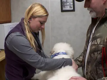 El hielo y la nieve provocan que un cachorro se fracture una pata El hielo y la nieve provocan que un cachorro se fracture una pata