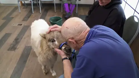 Fredy, el pony enano de Ronica, podría sufrir una obstrucción en el lagrimal Fredy, el pony enano de Ronica, podría sufrir una obstrucción en el lagrimal
