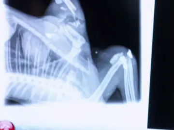 Fredy sufre una grave lesión en la pata derecha provocada por un aparatoso accidente Fredy sufre una grave lesión en la pata derecha provocada por un aparatoso accidente