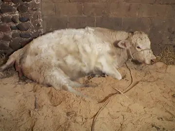 La posición del carnero dificulta el parto a esta vaca, ¿sobrevivirá? La posición del carnero dificulta el parto a esta vaca, ¿sobrevivirá?