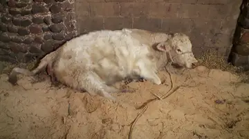 La posición del carnero dificulta el parto a esta vaca, ¿sobrevivirá?