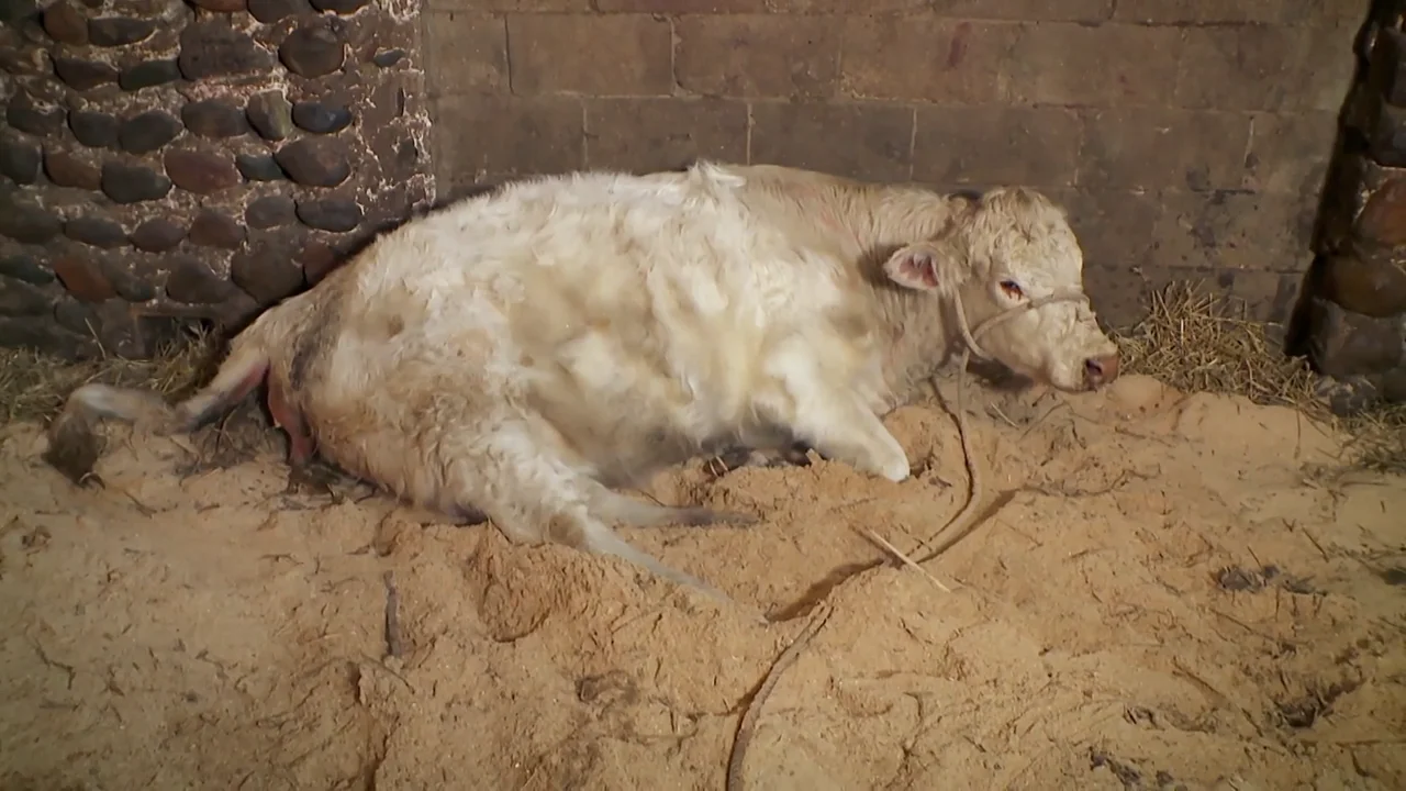 La posici&oacute;n del carnero dificulta el parto a esta vaca, &iquest;sobrevivir&aacute;?