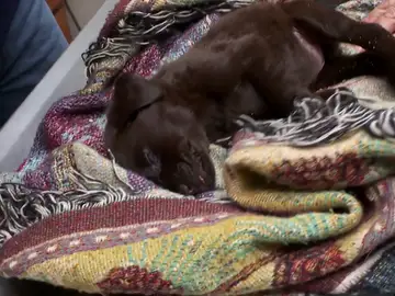 Con solo 7 semanas de vida, este cachorro de Labrador puede que no sobreviva un día más