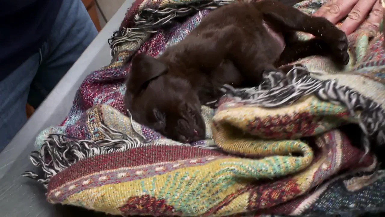 Con solo 7 semanas de vida, este cachorro de Labrador puede que no sobreviva un d&iacute;a m&aacute;s