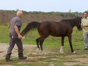 Problemas con este caballo Problemas con este caballo