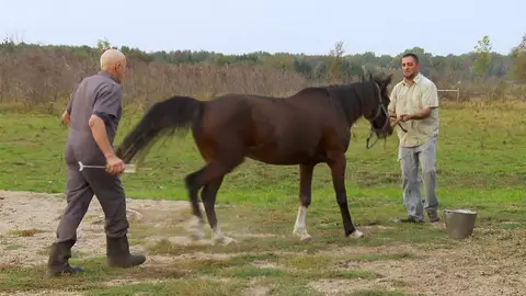 Problemas con este caballo El increíble Dr. Pol