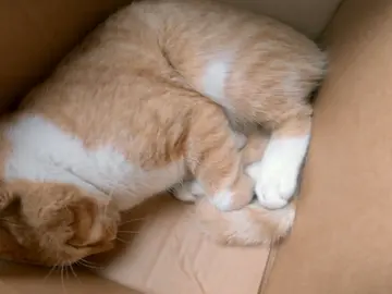 Han atropellado al gato de Ashley y toda la familia está muy preocupada por su salud Han atropellado al gato de Ashley y toda la familia está muy preocupada por su salud