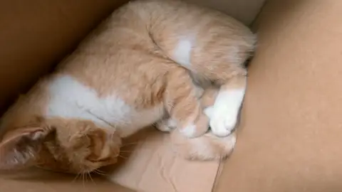 Han atropellado al gato de Ashley y toda la familia está muy preocupada por su salud Han atropellado al gato de Ashley y toda la familia está muy preocupada por su salud