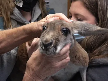 Problemas con este canguro rojo Problemas con este canguro rojo