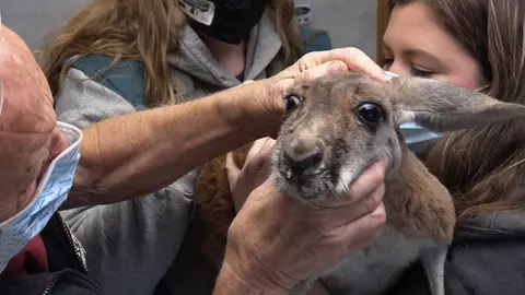 Problemas con este canguro rojo El increíble Dr. Pol