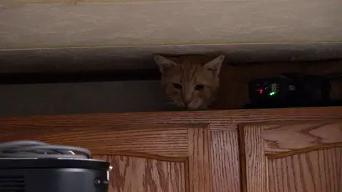 La increíble huida de Tom Boy para evitar el veterinario La increíble huida de Tom Boy para evitar el veterinario