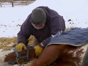 La extraña dolencia de este caballo le impide mantenerse en pie La extraña dolencia de este caballo le impide mantenerse en pie