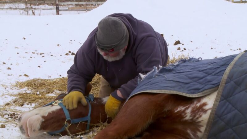 La extraña dolencia de este caballo le impide mantenerse en pie