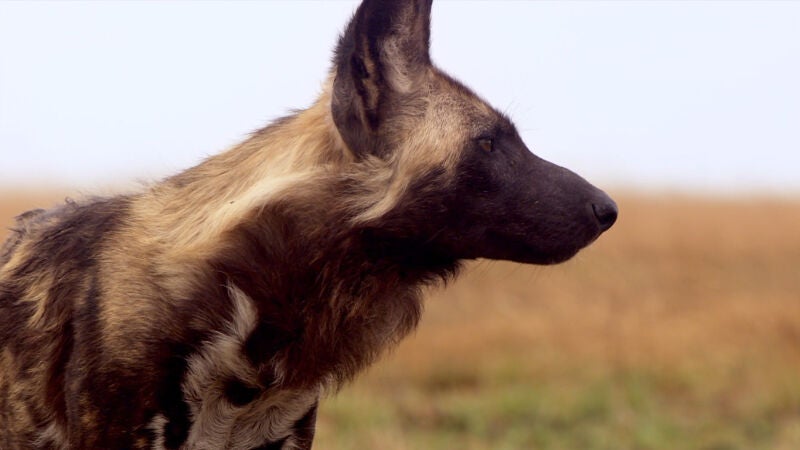 La estrategia de los perros salvajes cuando salen de caza