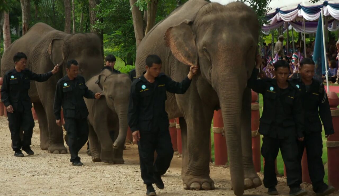 Tailandia y sus curiosidades de la naturaleza y la nobleza