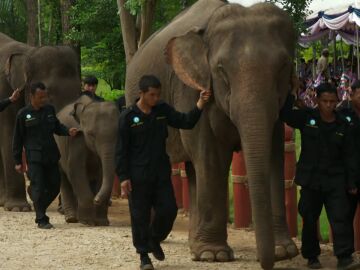 Tailandia y sus curiosidades de la naturaleza y la nobleza
