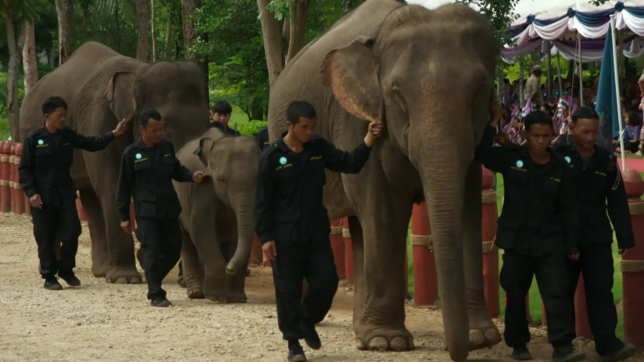 Tailandia y sus curiosidades de la naturaleza y la nobleza