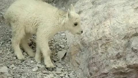 El peligroso viaje de estas cabras blancas para conseguir sodio El peligroso viaje de estas cabras blancas para conseguir sodio