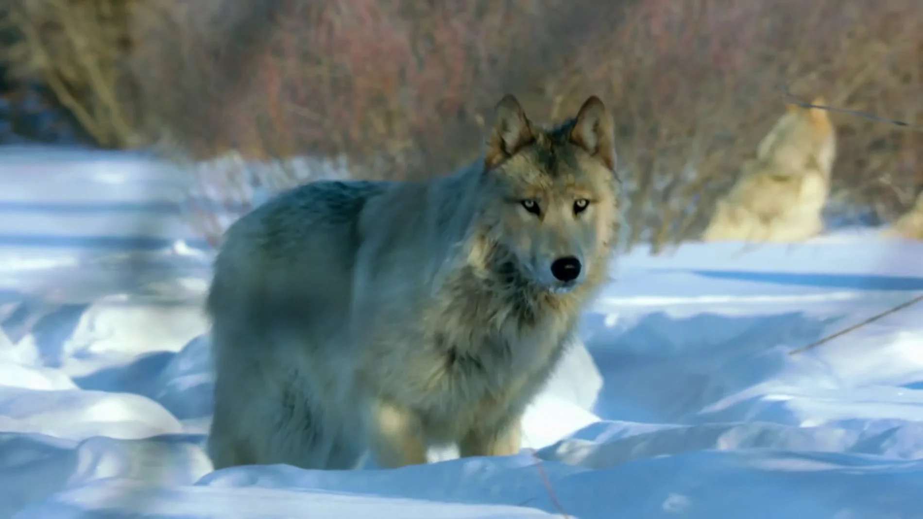 Esta es la estrategia del lobo del valle del Mackenzie para cazar en condiciones intempestivas