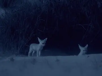 La vida nocturna del zorro Fenek en el del desierto del Sahara La vida nocturna del zorro Fenek en el del desierto del Sahara
